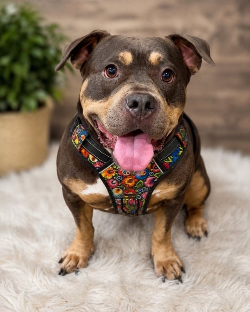 TESSA - Staffordshire Bull Terrier available for adoption