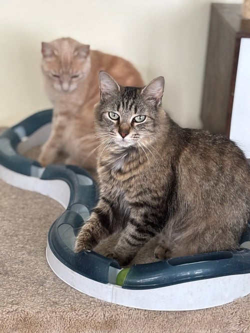 KYLIE - Domestic Long Hair available for adoption