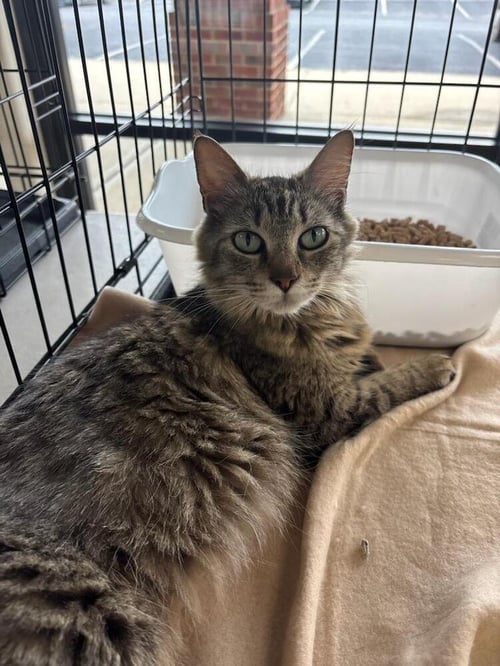 KYLIE - Domestic Long Hair available for adoption