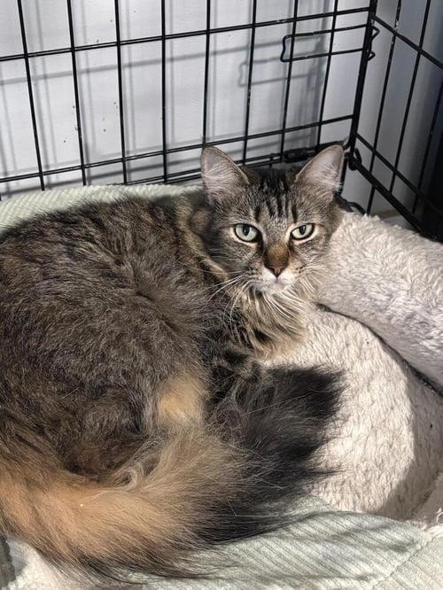 KYLIE - Domestic Long Hair available for adoption