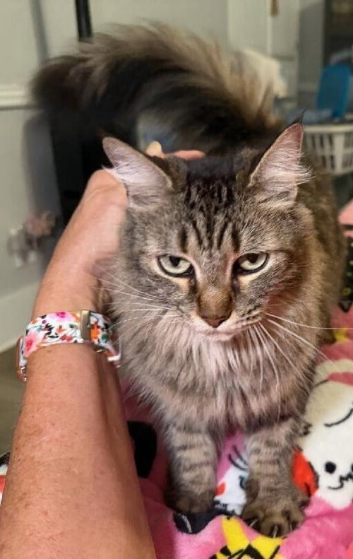 KYLIE - Domestic Long Hair available for adoption