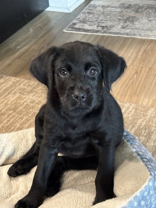 AMARA - Labrador Retriever available for adoption