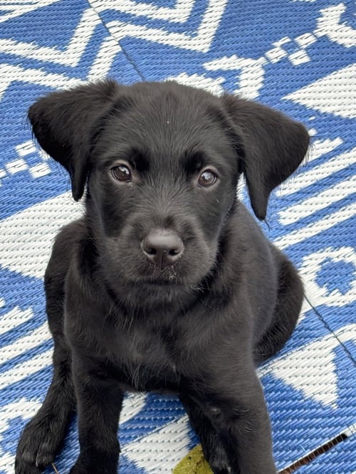 AMARA - Labrador Retriever available for adoption