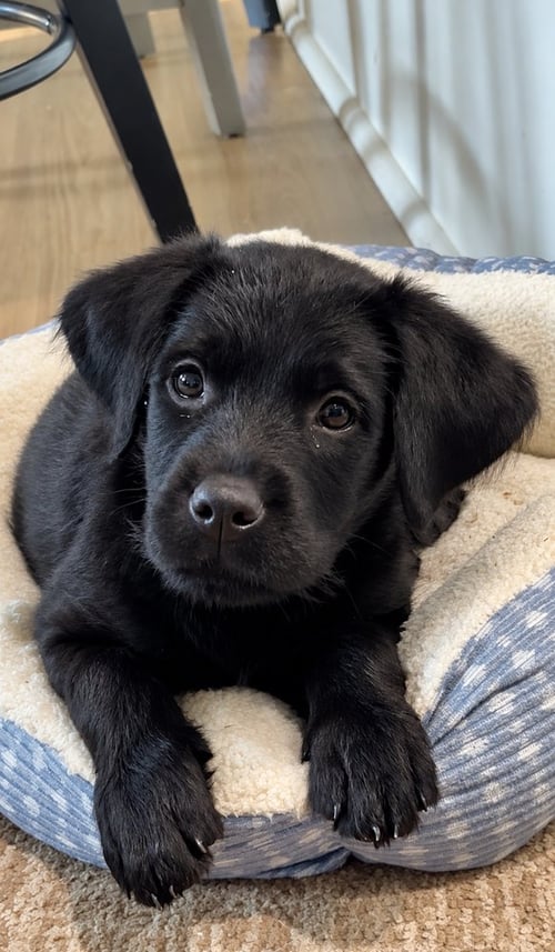 AMARA - Labrador Retriever available for adoption