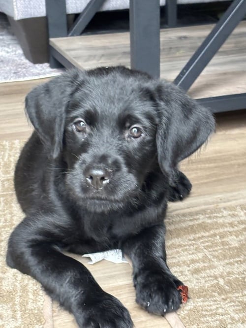 AMARA - Labrador Retriever available for adoption