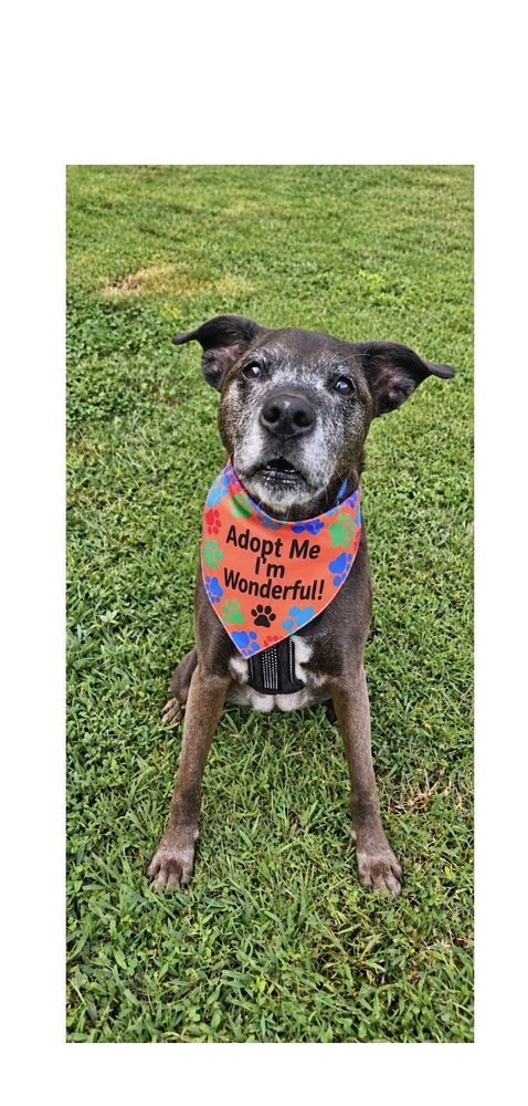 MINI - Plott Hound available for adoption