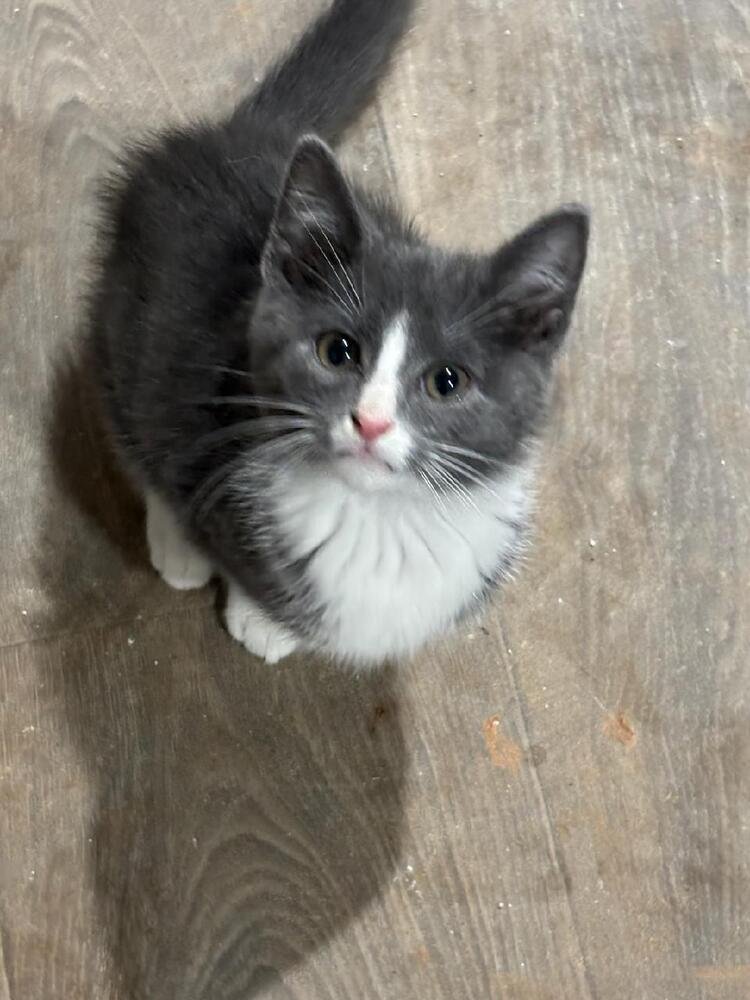 YAPPER - Domestic Short Hair available for adoption