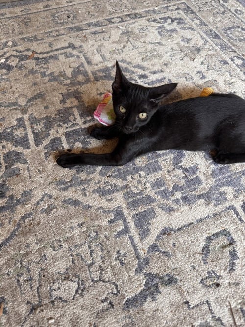 BATMAN - Domestic Short Hair available for adoption