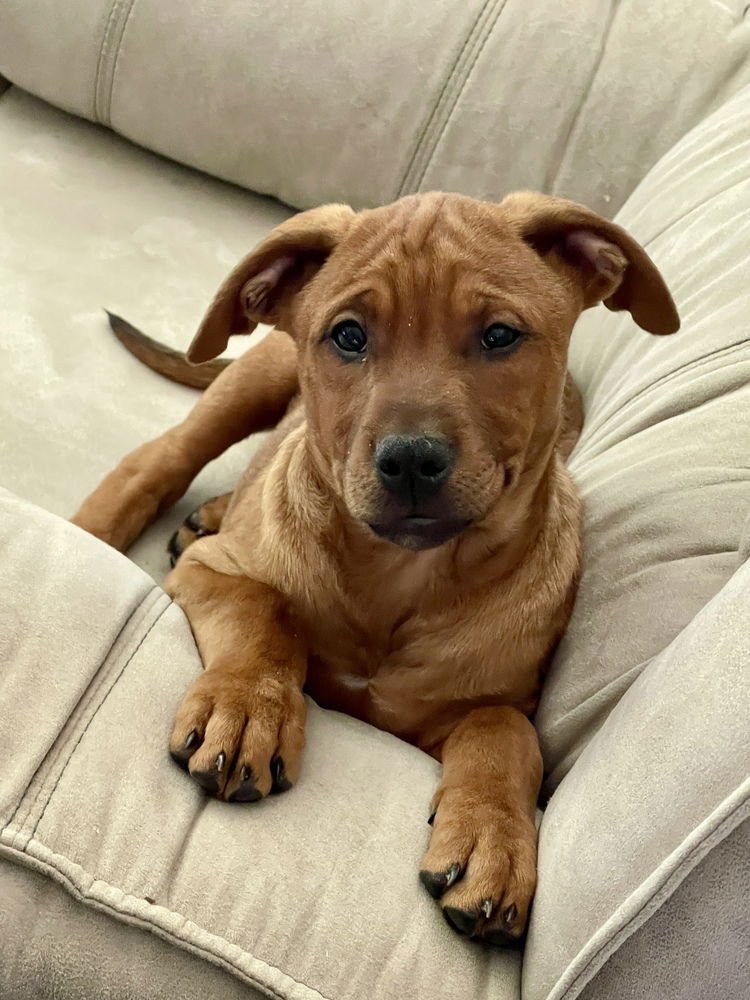 RUSTY - Redbone Coonhound available for adoption