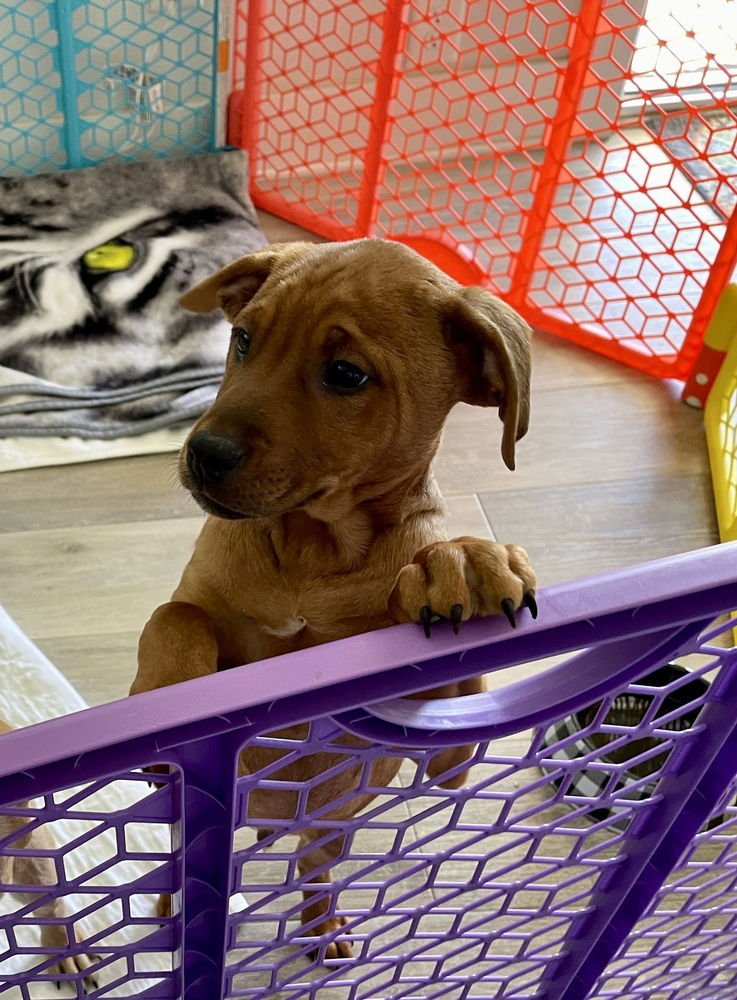 RUSTY - Redbone Coonhound available for adoption