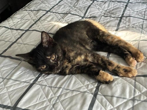STELLA - Domestic Short Hair available for adoption
