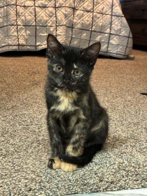 STELLA - Domestic Short Hair available for adoption