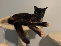 Stella - Photo 1