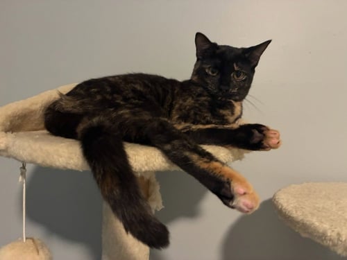 STELLA - Domestic Short Hair available for adoption