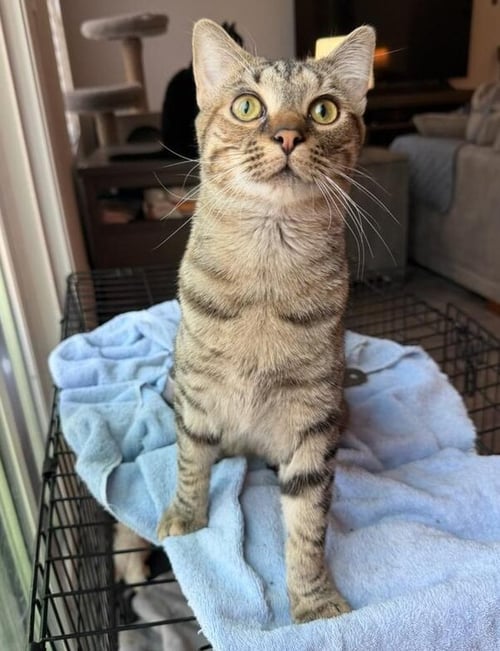 VALENTINE - Domestic Short Hair available for adoption