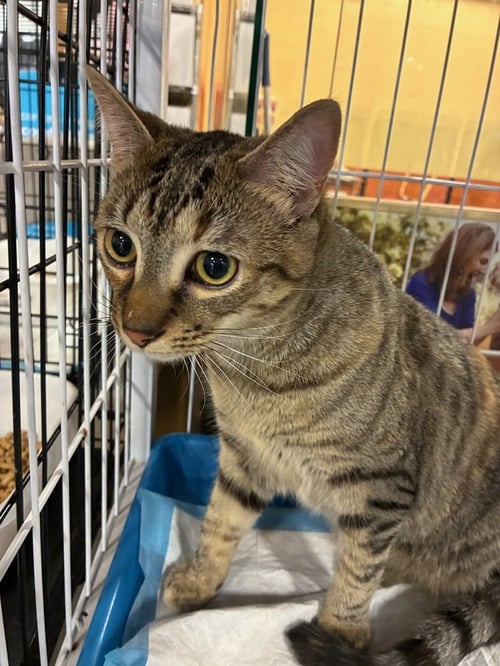 VALENTINE - Domestic Short Hair available for adoption