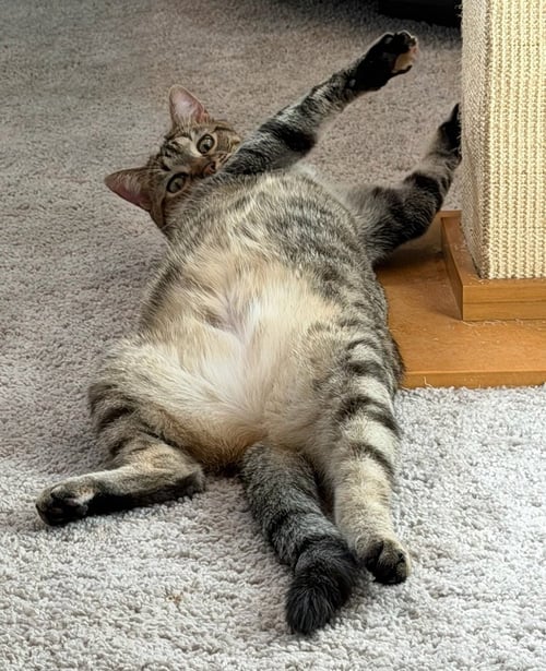 VALENTINE - Domestic Short Hair available for adoption