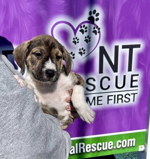 CLOUD - Boxer / Terrier available for adoption