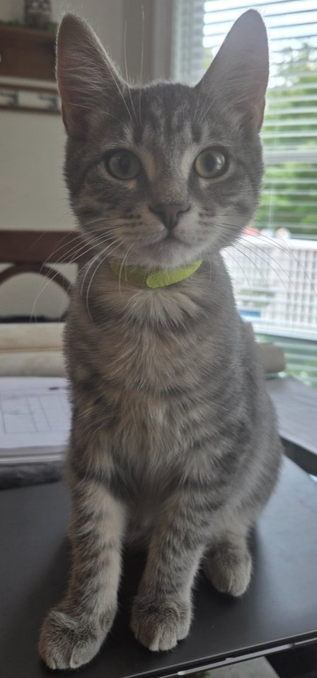 GUS