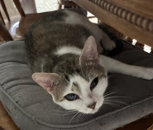 DAFFODIL - Domestic Short Hair available for adoption