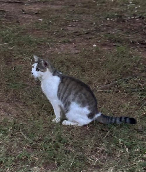 DAFFODIL - Domestic Short Hair available for adoption