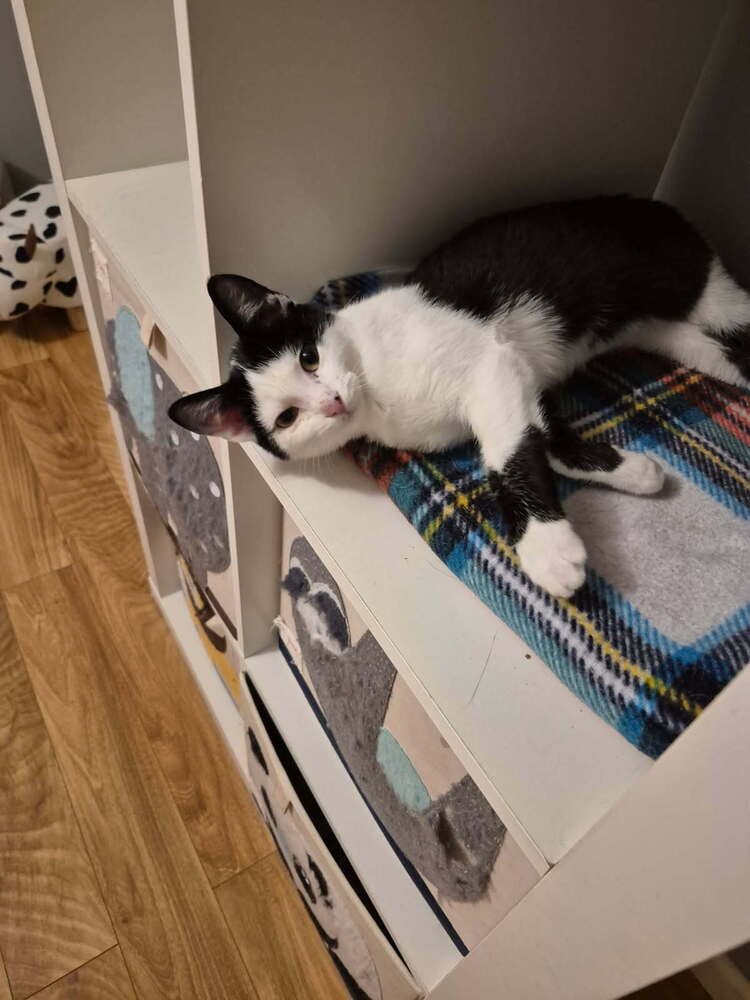 BASIL - Domestic Short Hair available for adoption