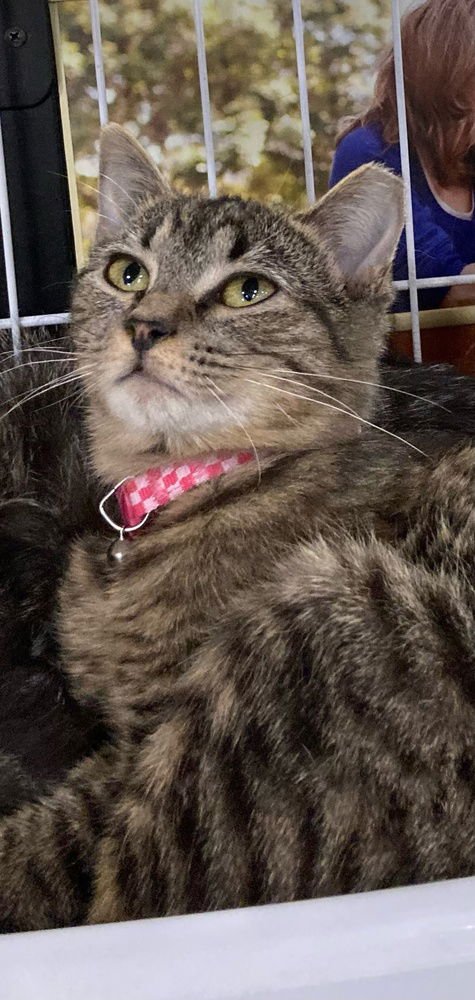 MYCHAL - Domestic Short Hair available for adoption