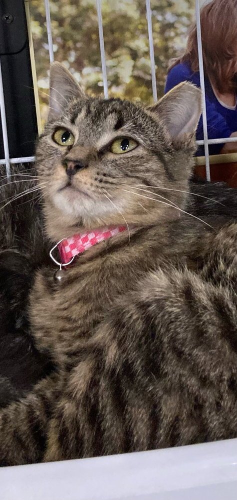 MYCHAL - Domestic Short Hair available for adoption