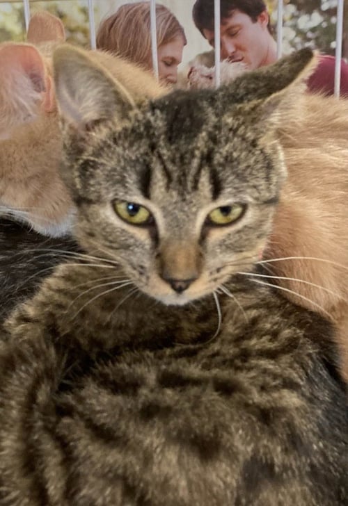 MYCHAL - Domestic Short Hair available for adoption