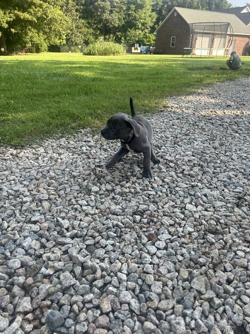 BUDDY GRAY - Miniature Schnauzer available for adoption