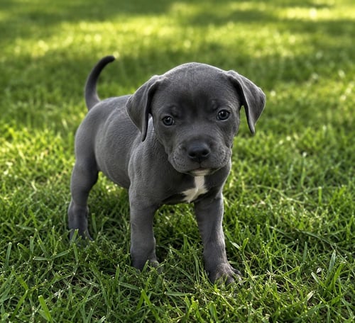 BUDDY GRAY - Miniature Schnauzer available for adoption