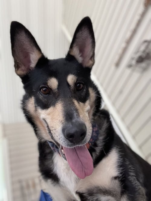 LADY - German Shepherd Dog available for adoption