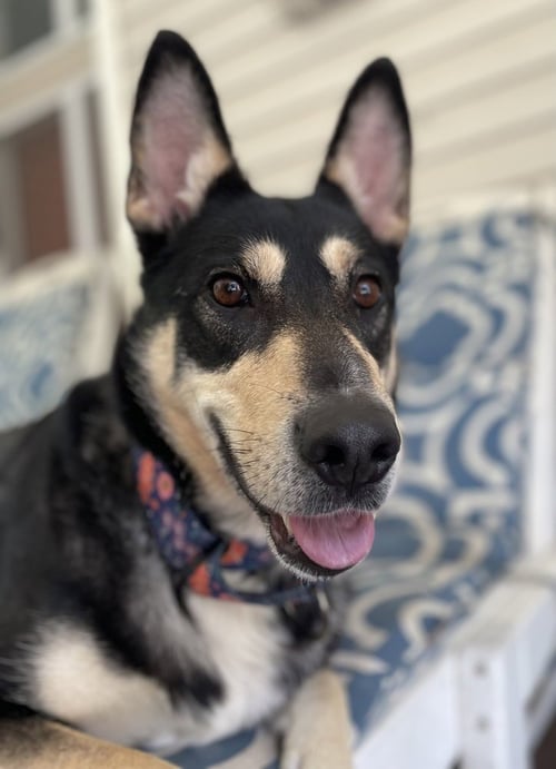 LADY - German Shepherd Dog available for adoption