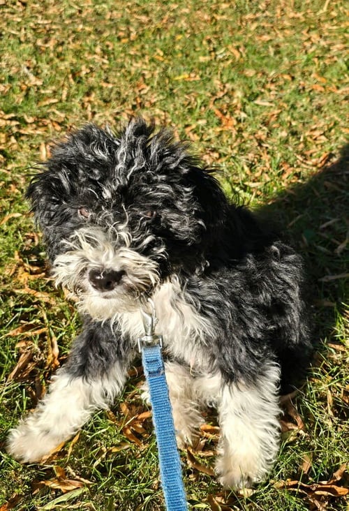 SKIPPER - Poodle (unknown type) available for adoption