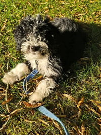 Skipper - Photo 2
