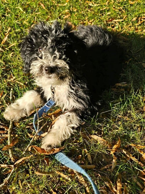 SKIPPER - Poodle (unknown type) available for adoption