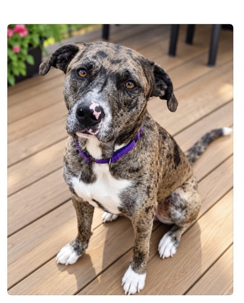 BARK TWAIN - Catahoula Leopard Dog available for adoption