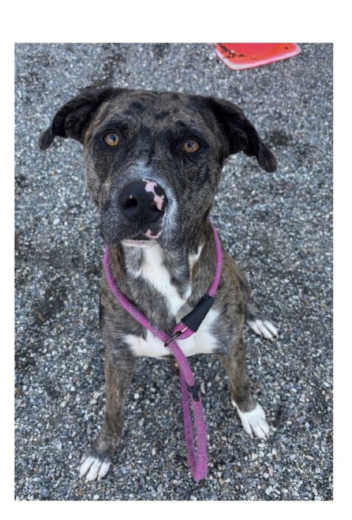 BARK TWAIN - Catahoula Leopard Dog available for adoption