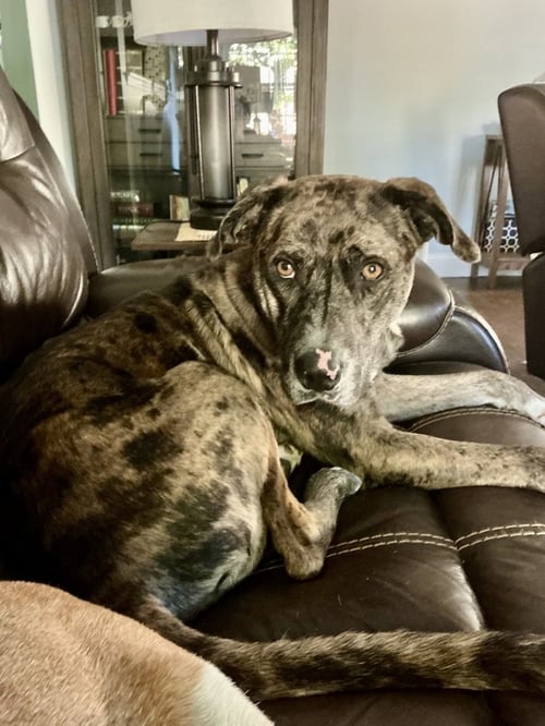 BARK TWAIN - Catahoula Leopard Dog available for adoption