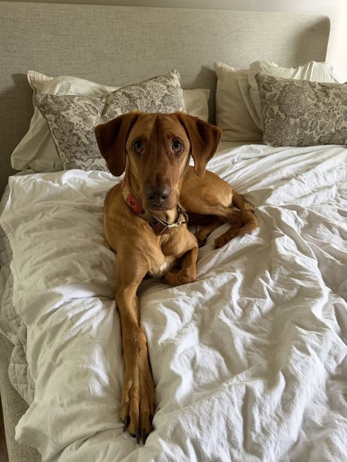 BELLA (ROO) - Shepherd / Hound available for adoption