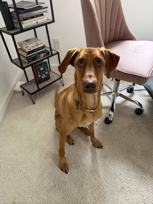 BELLA (ROO) - Shepherd / Hound available for adoption