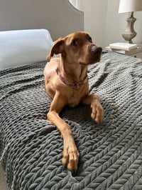 Bella (Roo) - Photo 4