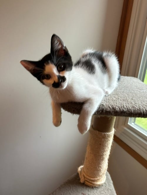 GROUCHO - Domestic Short Hair available for adoption