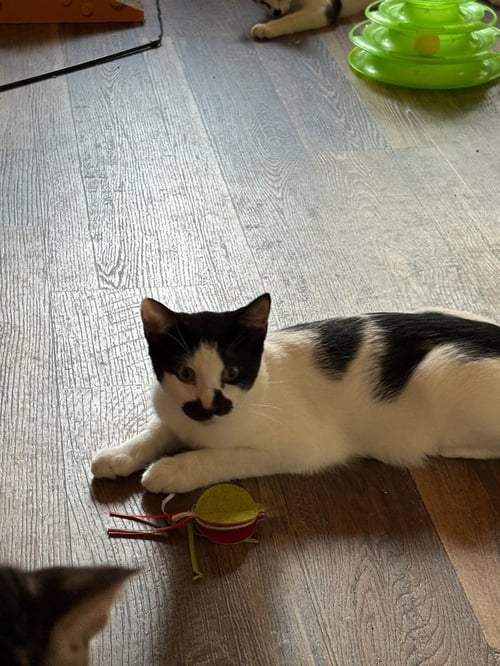 GROUCHO - Domestic Short Hair available for adoption