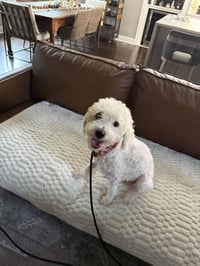 Lucy - Photo 2