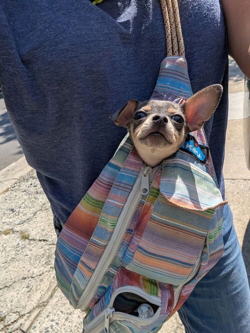 ASTRO - Chihuahua available for adoption