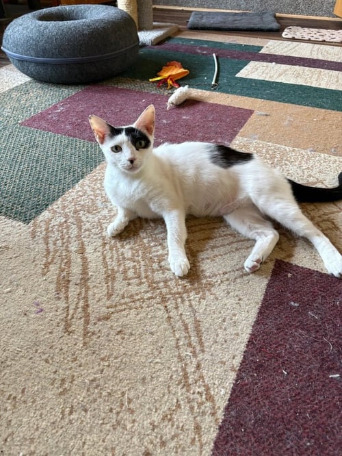 OLYMPIA - Domestic Short Hair available for adoption