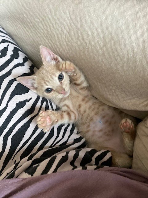BEAVER - Domestic Short Hair available for adoption