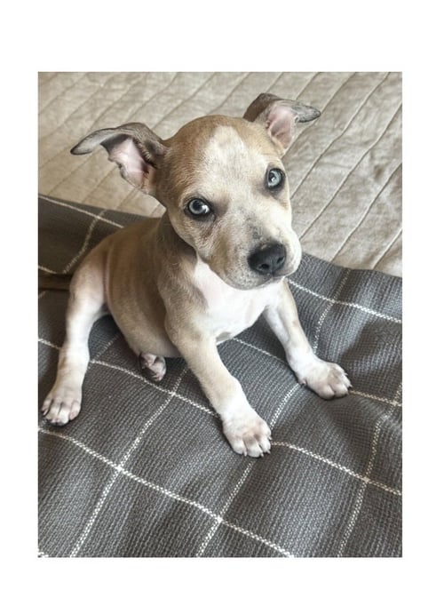 DOLLY - Boxer available for adoption