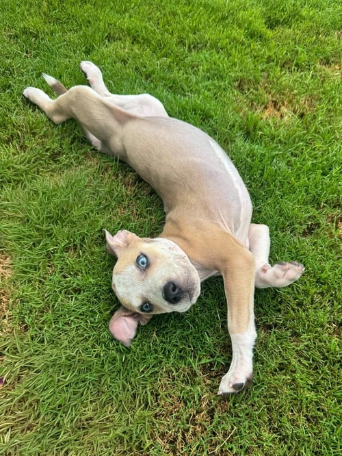 DOLLY - Boxer available for adoption